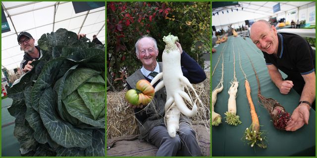 UK’s National Giant Vegetable Championship - Malvern Autumn Show