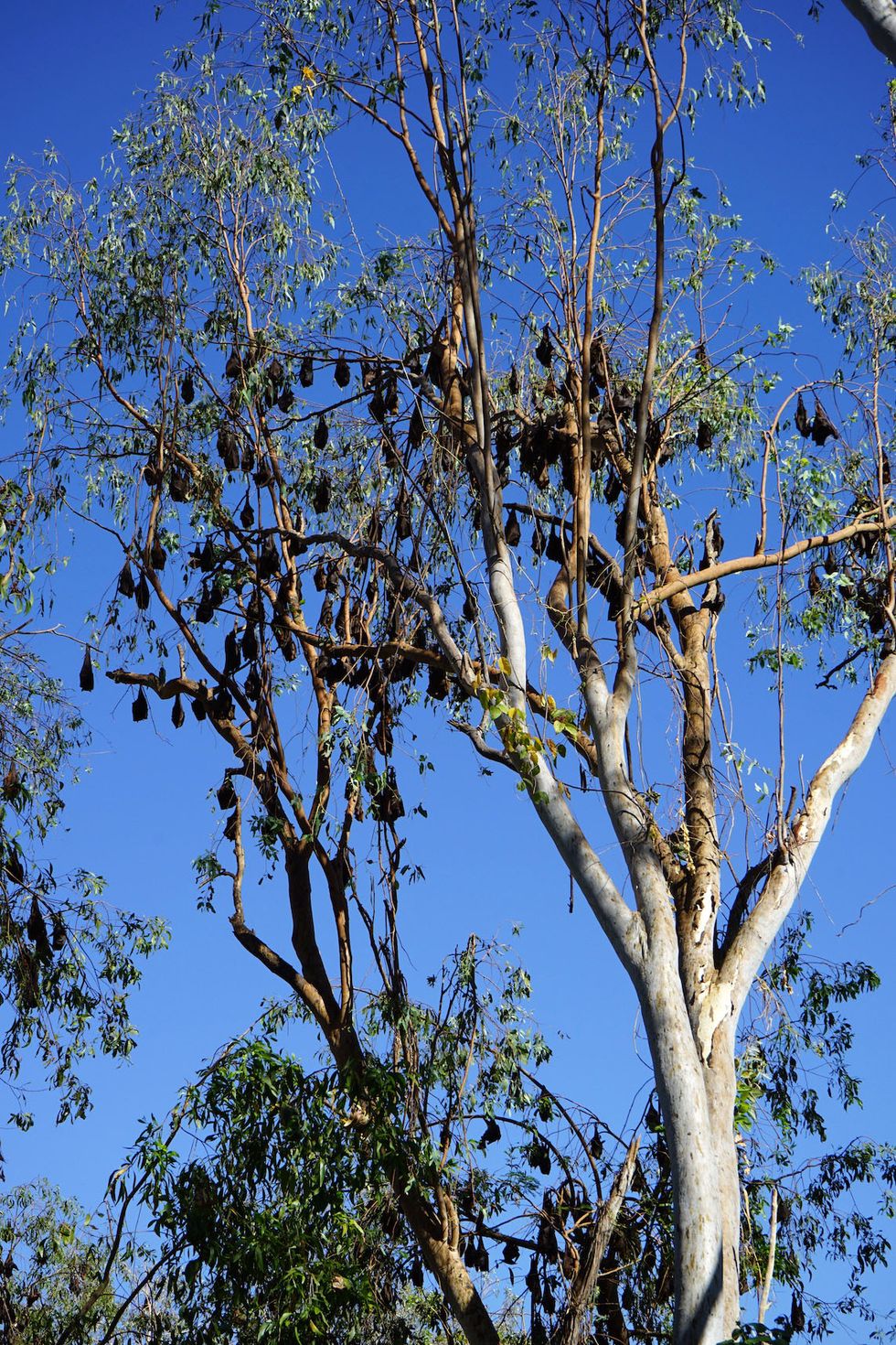 船着場の木に大型のコウモリ