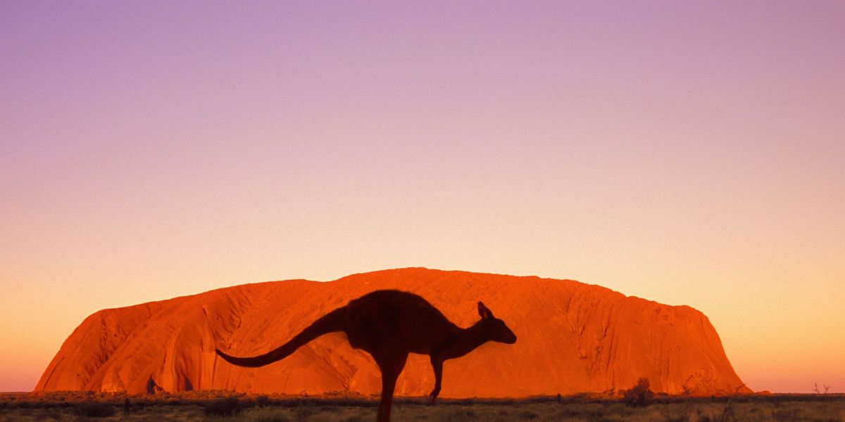 ULURUKATA TJUTA NATIONAL PARK AUSTRALIHet UluruKata Tjuta National Park wordt gezamenlijk beheerd door de inheemse Anangu en de Australische equivalent van Staatsbosbeheer in het Noordelijk Territorium Het park is beroemd om de rode rots Uluru die boven het land uittorent De rotsformatie ook wel Ayers Rock genoemd vormde lange tijd een bron van onenigheid tussen enerzijds de inheemse bevolking en anderzijds bezoekers die de gevaarlijke rots wilden beklimmen In oktober zal een langverwacht verbod op het beklimmen van Uluru van kracht worden maar het blijft wel gewoon mogelijk om langs de rotsen van Kata Tjuta te wandelen en in het park eeuwenoude rotstekeningen te bezoeken