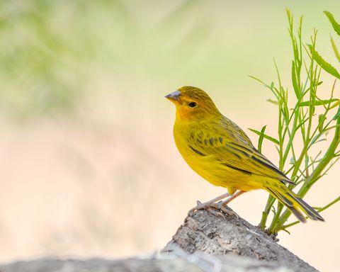 yellow canary perched outside