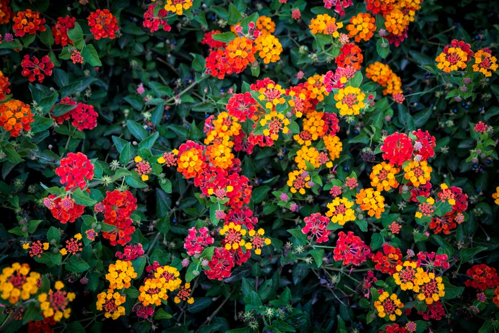 Drought-tolerant shrub Lantana