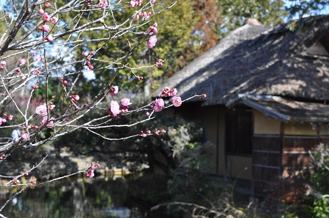 京都・梅の名所や梅苑へ。2月中旬～3月に見ごろを迎える神社