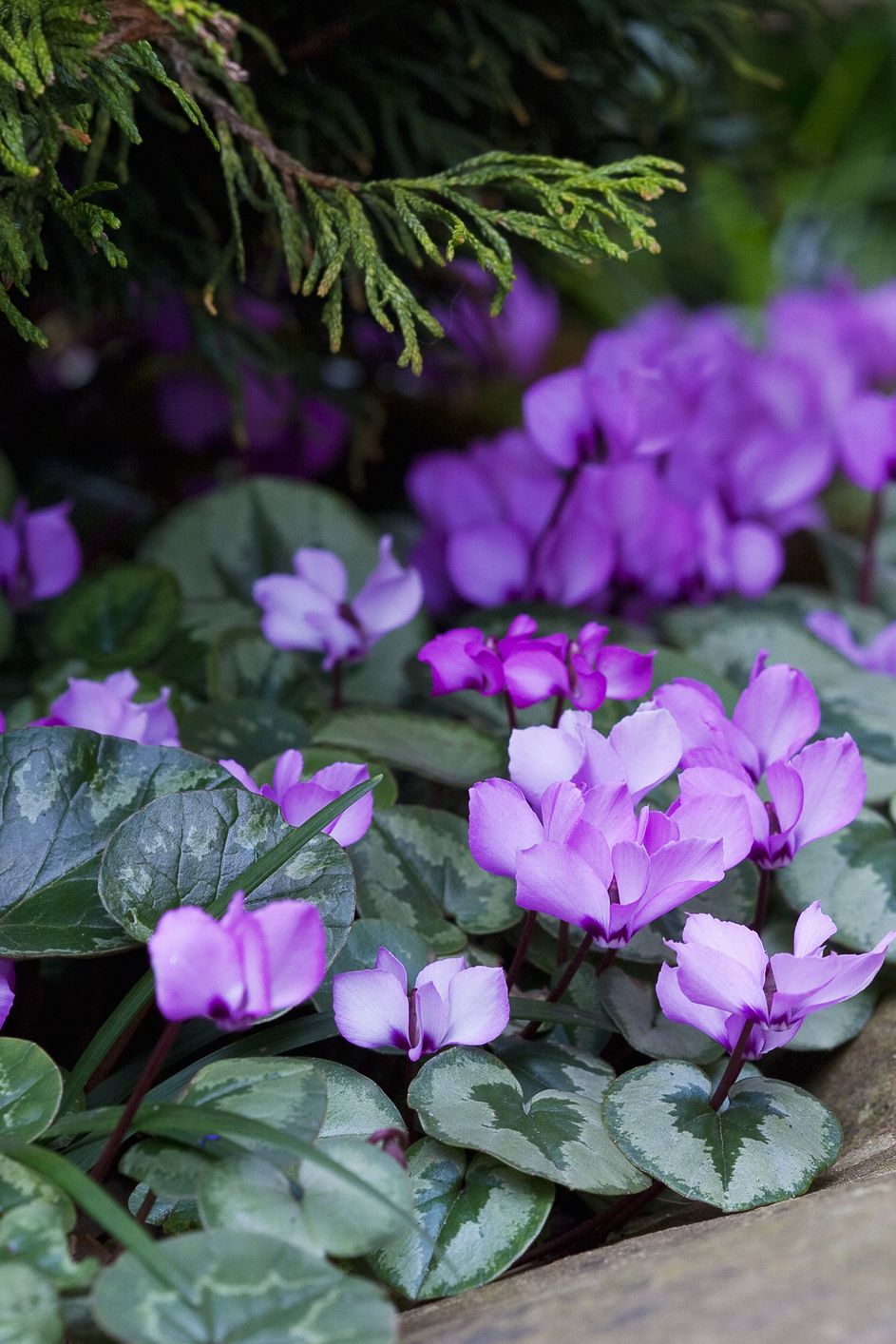 14 Winter Flowers and Plants to Color Your Garden