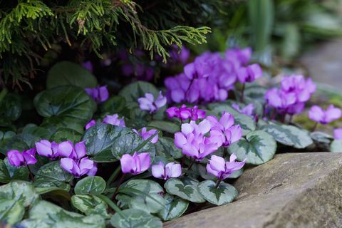 underplanting of pink sowbread cyclamen coum