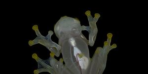 underside of glass frog showing internal organs
