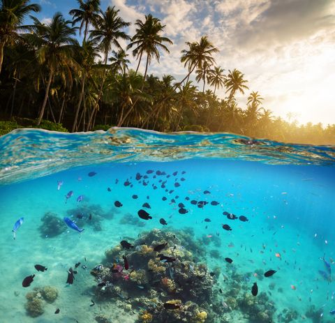 underwater scene with clear water near a tropical beach