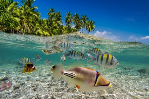 underwater scene with tropical fish snorkeling in the tropical sea