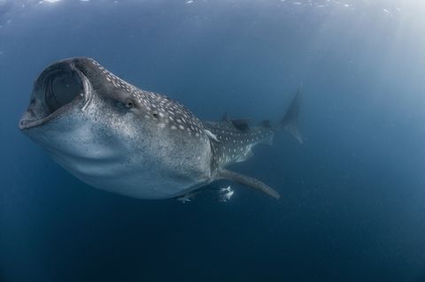 whale shark with its mouth open