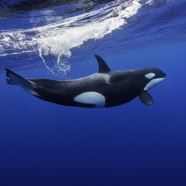 Underwater view of a female orca splashing through the water after it has gone up to breath, Pacific Ocean, New Zealand.