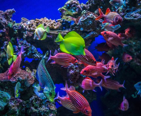 underwater view of colorful tropical fish, maui, hawaii