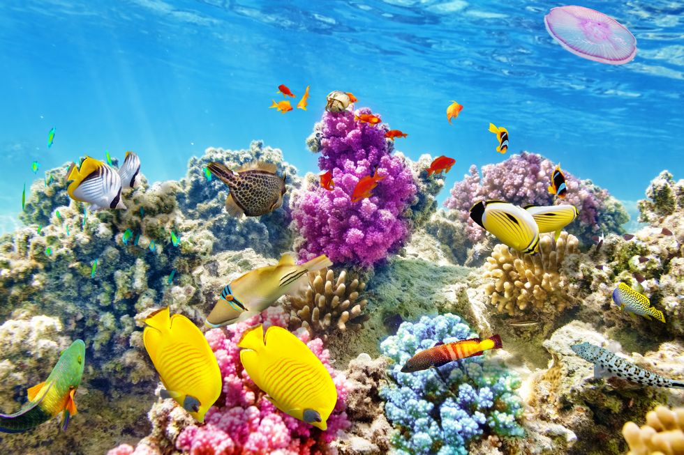 Fascinating Things You Never Knew About the Ocean - Oceans Fun Facts