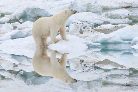 Wrangel Island Reserve Het Arctische droomlandschap van dit eiland wordt bevolkt door ijsberen walrussen lemmings en rendieren en is ook een toevluchtsoord voor grijze walvissen die vanuit Mexico migreren Het Reservaat Wrangel is een schatkamer van natuurlijke schoonheid en biodiversiteit en een fascinerend voorbeeld van evolutionaire ontwikkeling