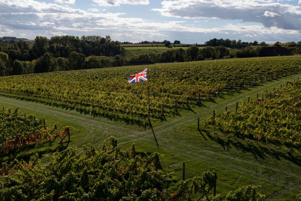the uk grape harvest begins at exton park vineyard