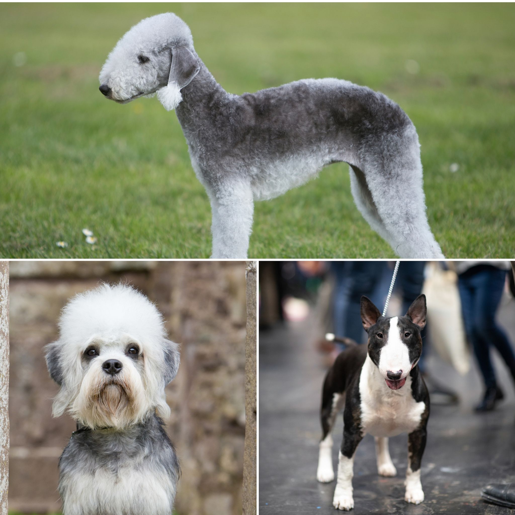 8 Unusual Dog Breeds You May Not Have Heard Of