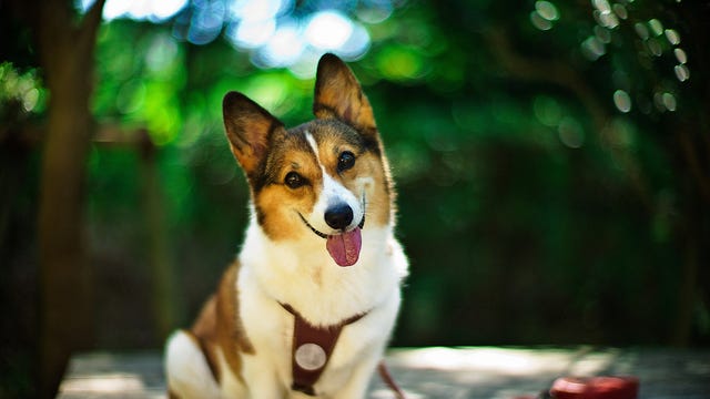 preview for 15 Cutest Dog Breeds