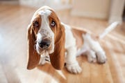 unique dog names