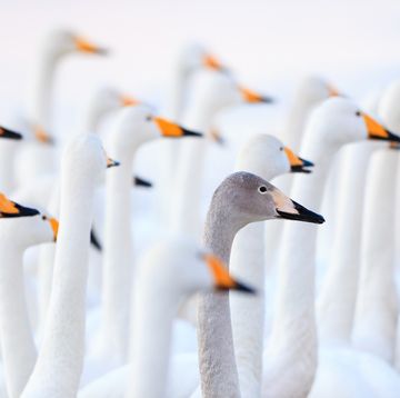 unique swan
