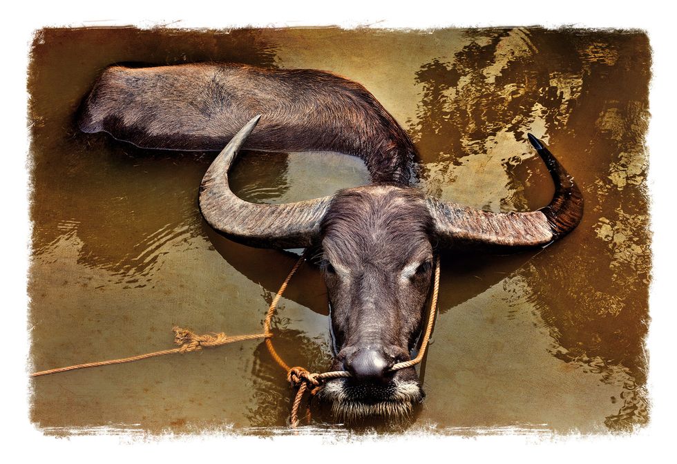 Water buffalo, Bovine, Ox, Working animal, Wildlife, Horn, Cow-goat family, Snout, Stock photography, Bull, 