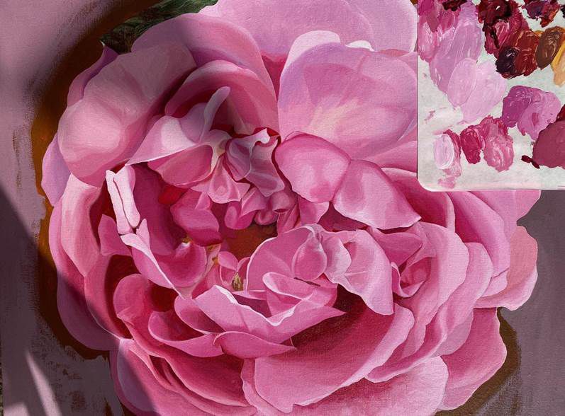 Flower, Flowering plant, Petal, Pink, Garden roses, Rosa × centifolia, Floribunda, Rose, Rose family, common peony, 