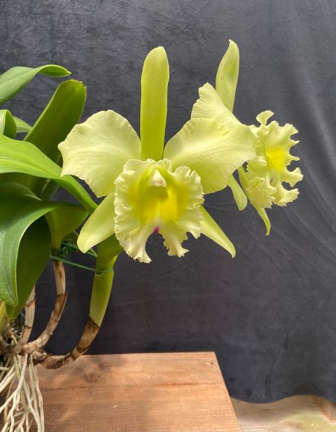 first lady jill biden orchid namesake selection