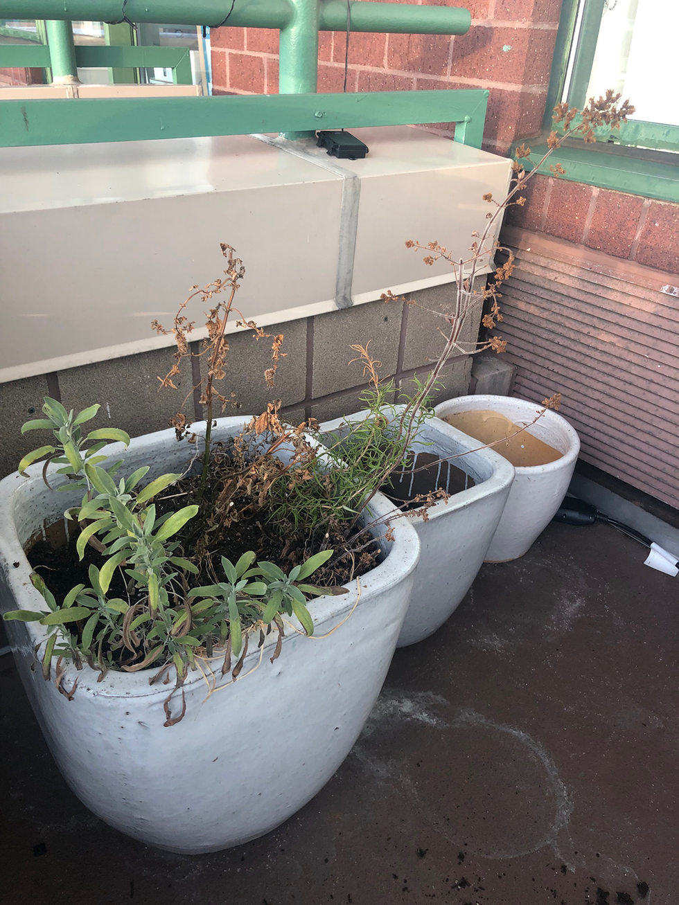 Flowerpot, Plant, Herb, Houseplant, Flower, Grass, Garden, 