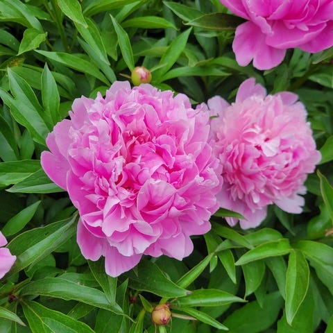 How to Grow Peonies: Tips for Planting and Care