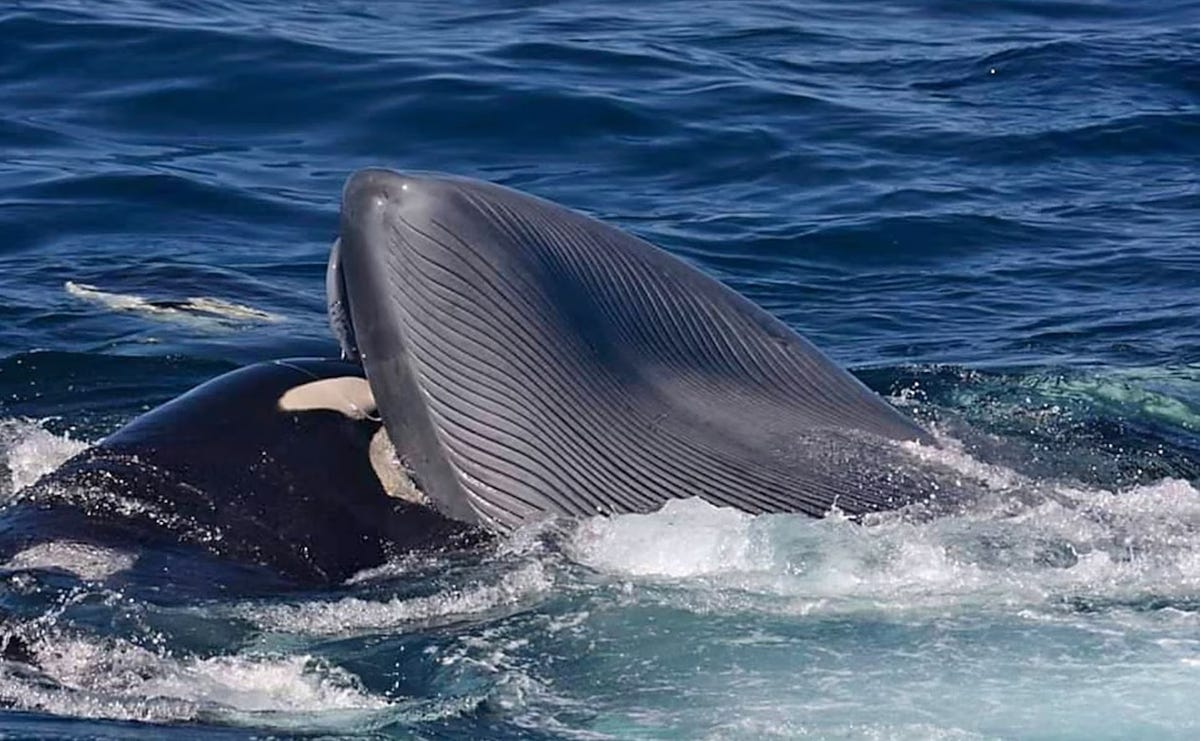 Bijzonder tafereel orka’s doden én eten grootste dier ter wereld