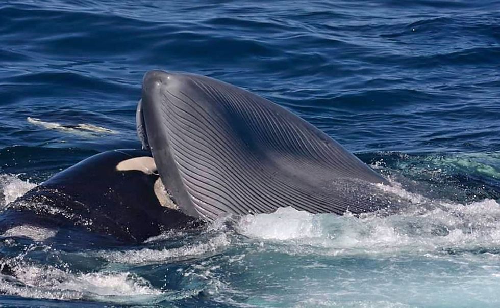 Een orka bijt in de tong een geliefd hapje van een jonge blauwe vinvis Deze orka vermoedelijk een volwassen vrouwtje was betrokken bij alle drie de aanvallen die in het artikel worden beschreven