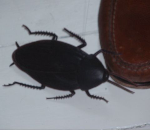 Insect, Invertebrate, Beetle, Dung beetle, Pest, Zophobas morio, Ground beetle, Scarabs, Cockroach, Arthropod, 