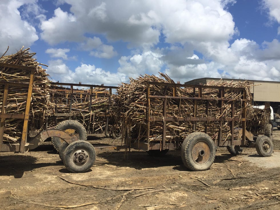 Logging, Vehicle, Motor vehicle, Transport, Wood, Mode of transport, Automotive tire, Wheel, Tree, Tire, 