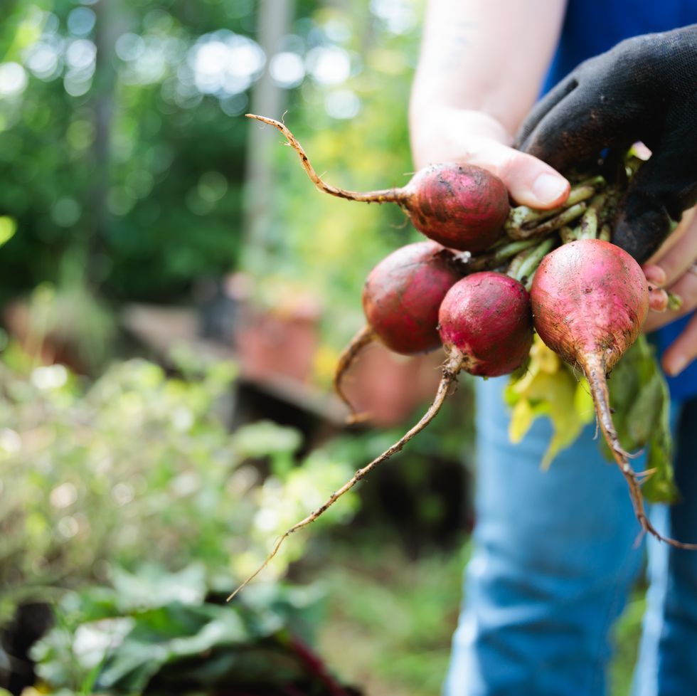 family harvest time: unrecognizable latin senior mother & adult daughter collecting root vegetables in home garden. copy space