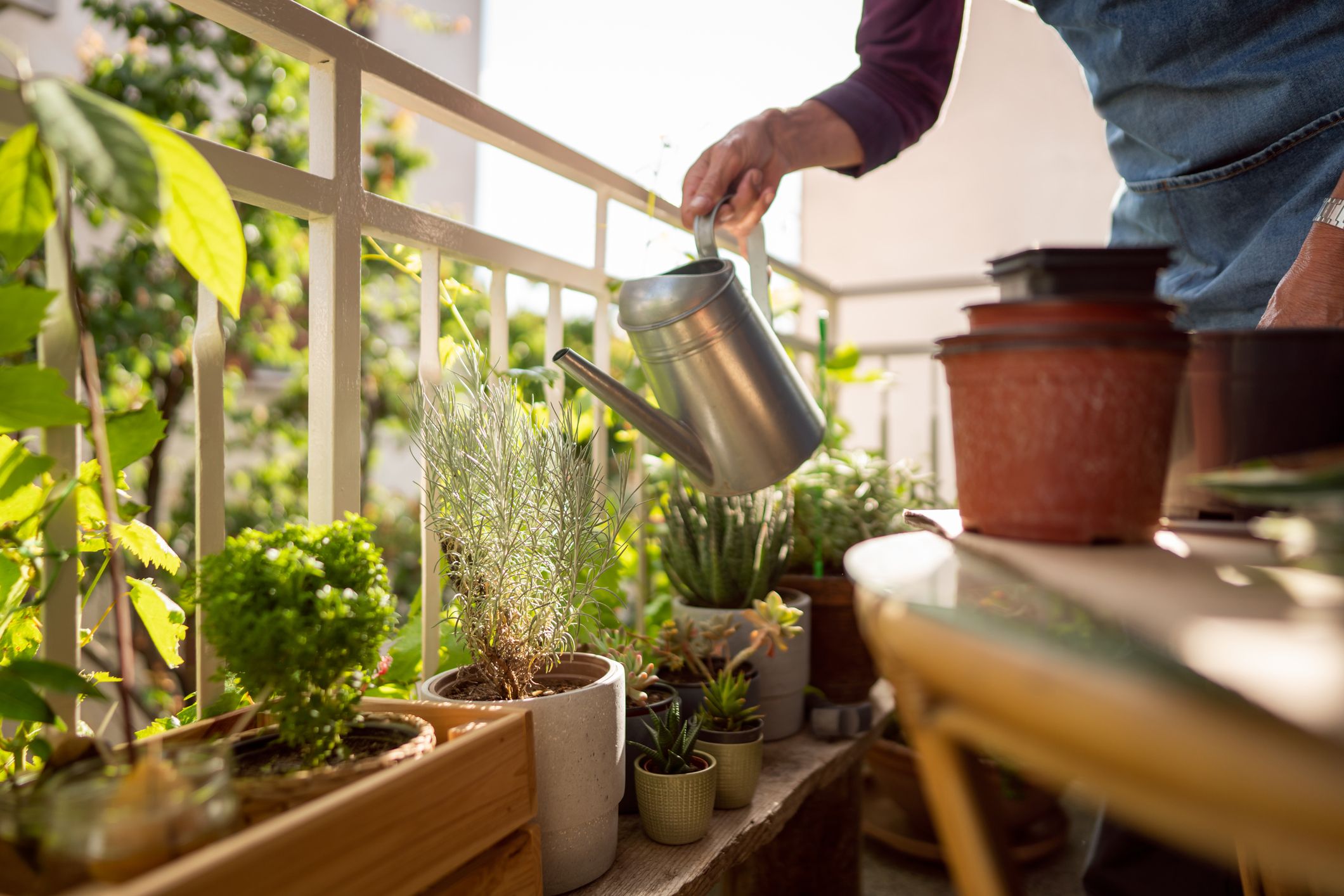 プロ直伝】狭いベランダをおしゃれに！おすすめ植物12選と空間づくりのコツ