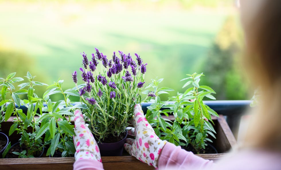 front garden ideas unrecognizable young woman gardening on balcony, urban garden concept