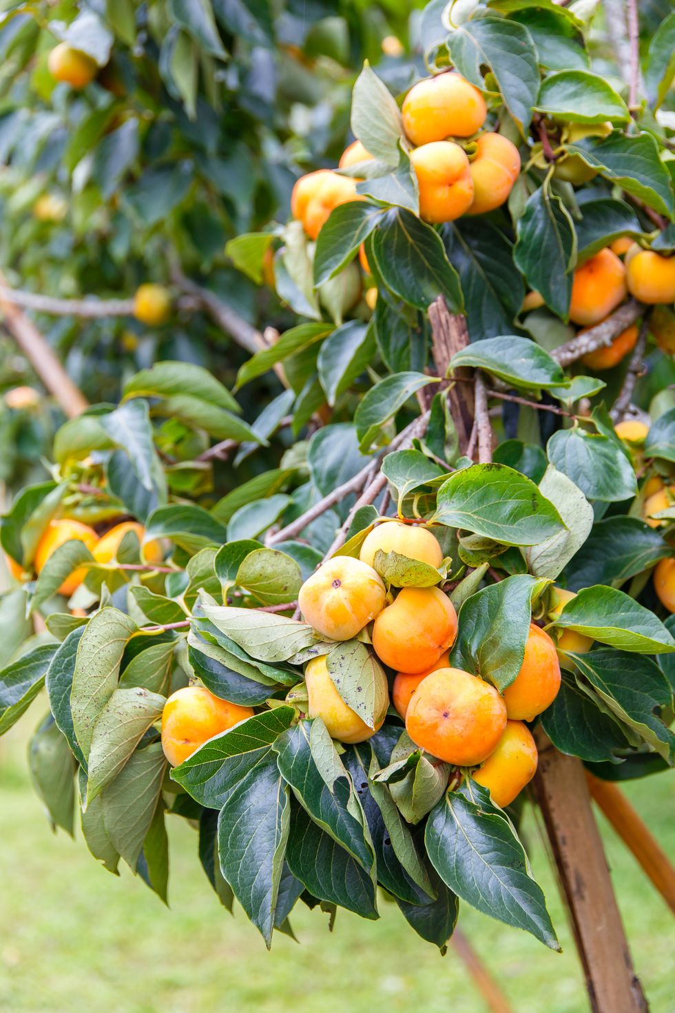 fast growing fruit trees
