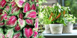 Flower, Plant, Leaf vegetable, Vegetable, Flowering plant, Houseplant, Local food, Superfood, Anthurium, Vegan nutrition, 