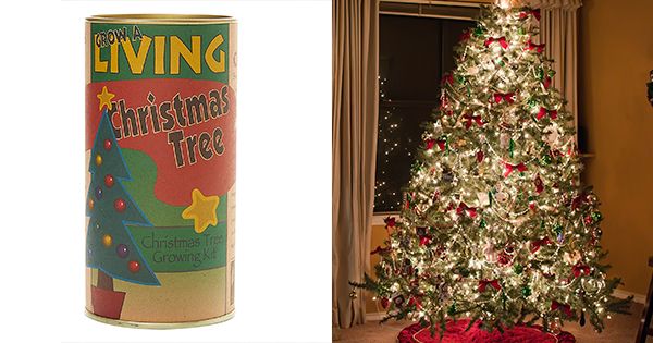 Grow Your Own Christmas Tree Plant Growing Kit Novelty Xmas Kids Childs Fun 