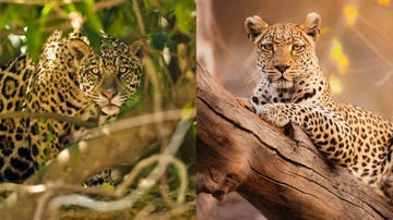 het verschil tussen een luipaard en jaguar