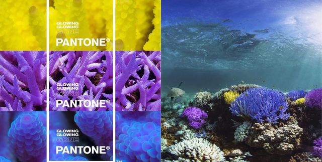 Pantone聯合環保團體呼籲環境保育！發表「螢光珊瑚色」詮釋珊瑚最後美麗