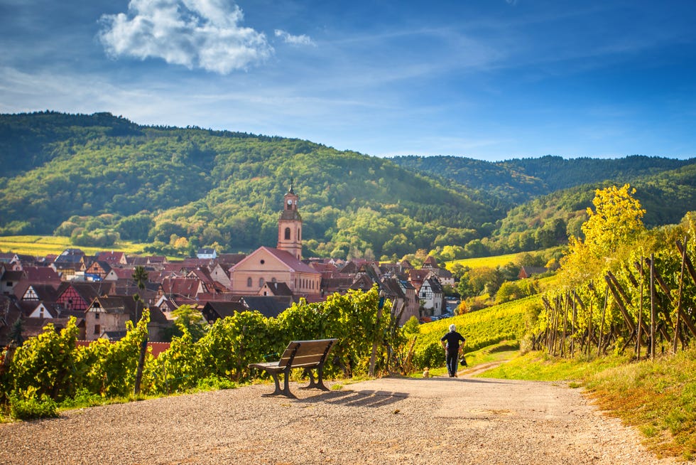 French vineyard