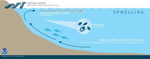 cold, nutrient rich waters rise from the deep to replace surface waters pulled away by wind