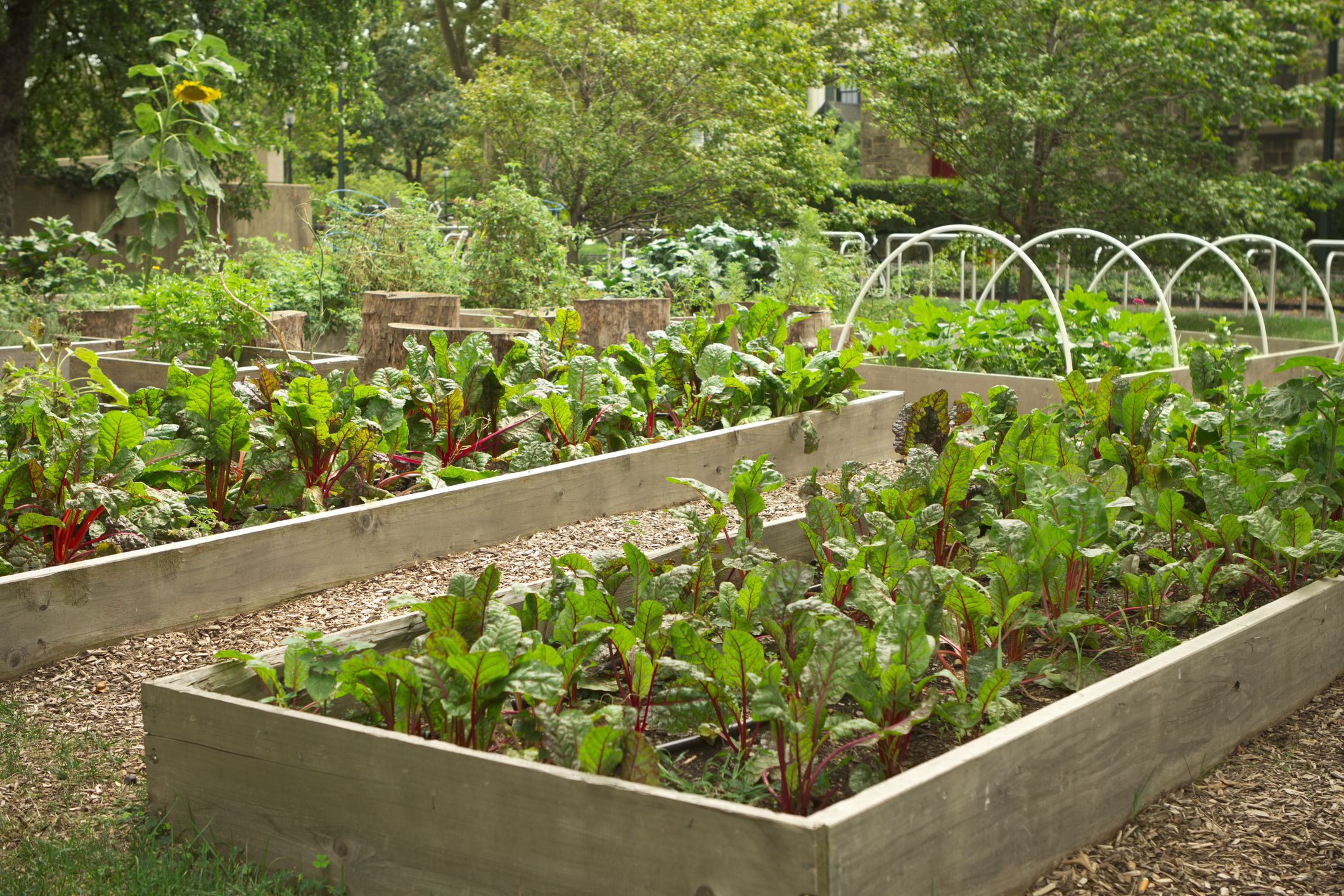 fall vegetable garden