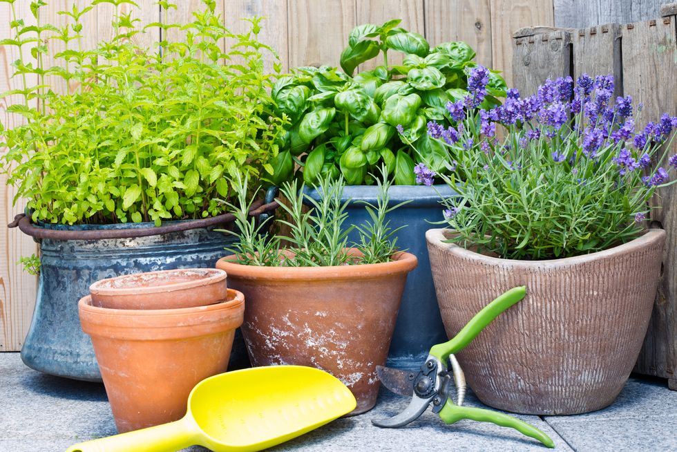 Urban gardening, fresh herbs in clay pots