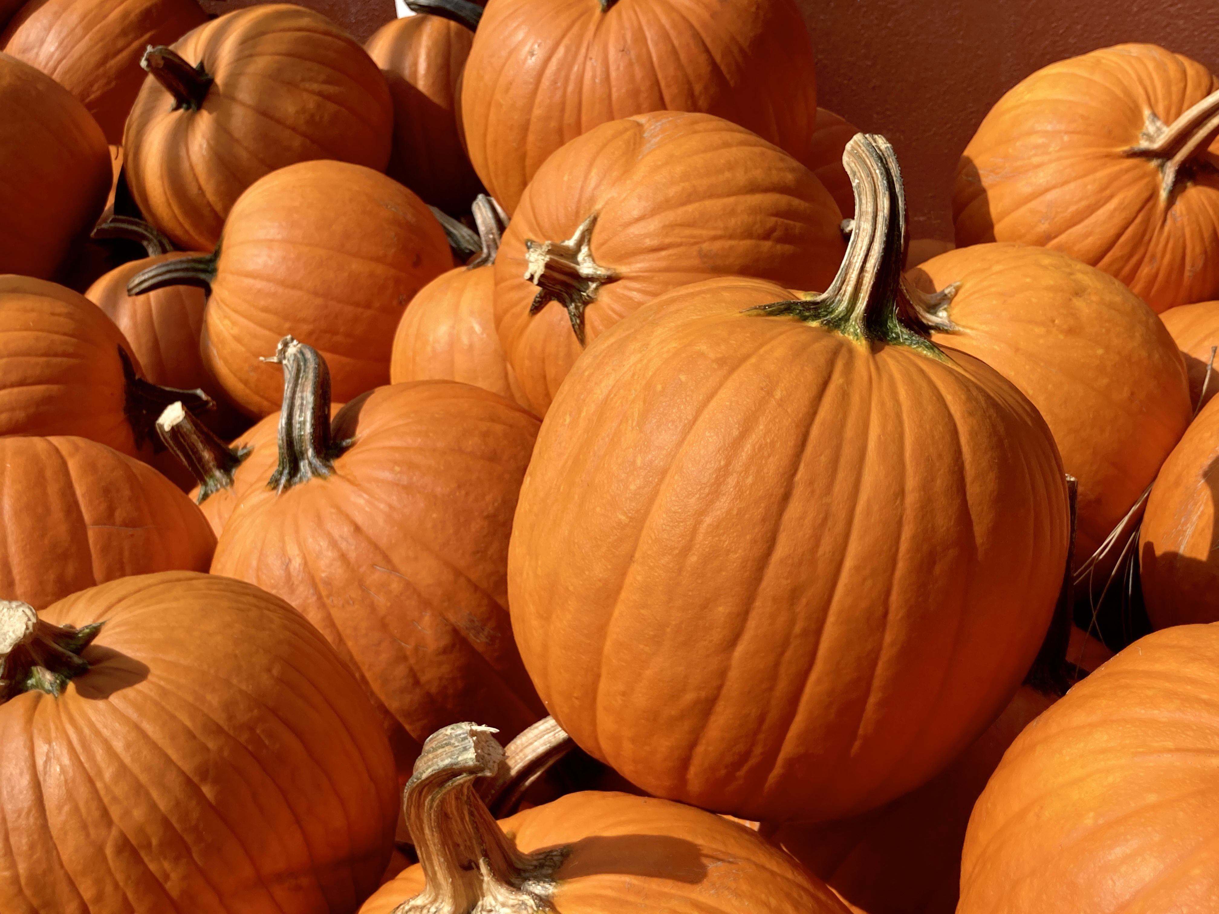 How To Pick A Pumpkin - Everything To Know About Buying The Best