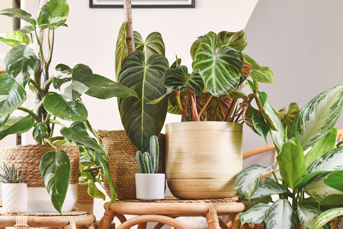 12 Big Leaf Houseplants - Best Houseplants with Big Leaves