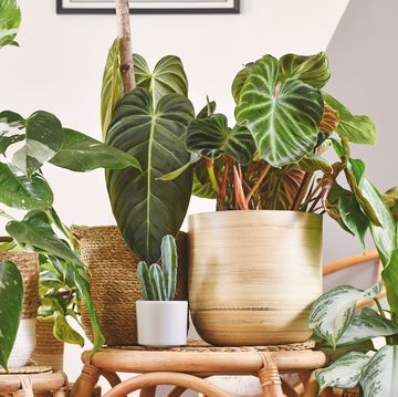 urban jungle