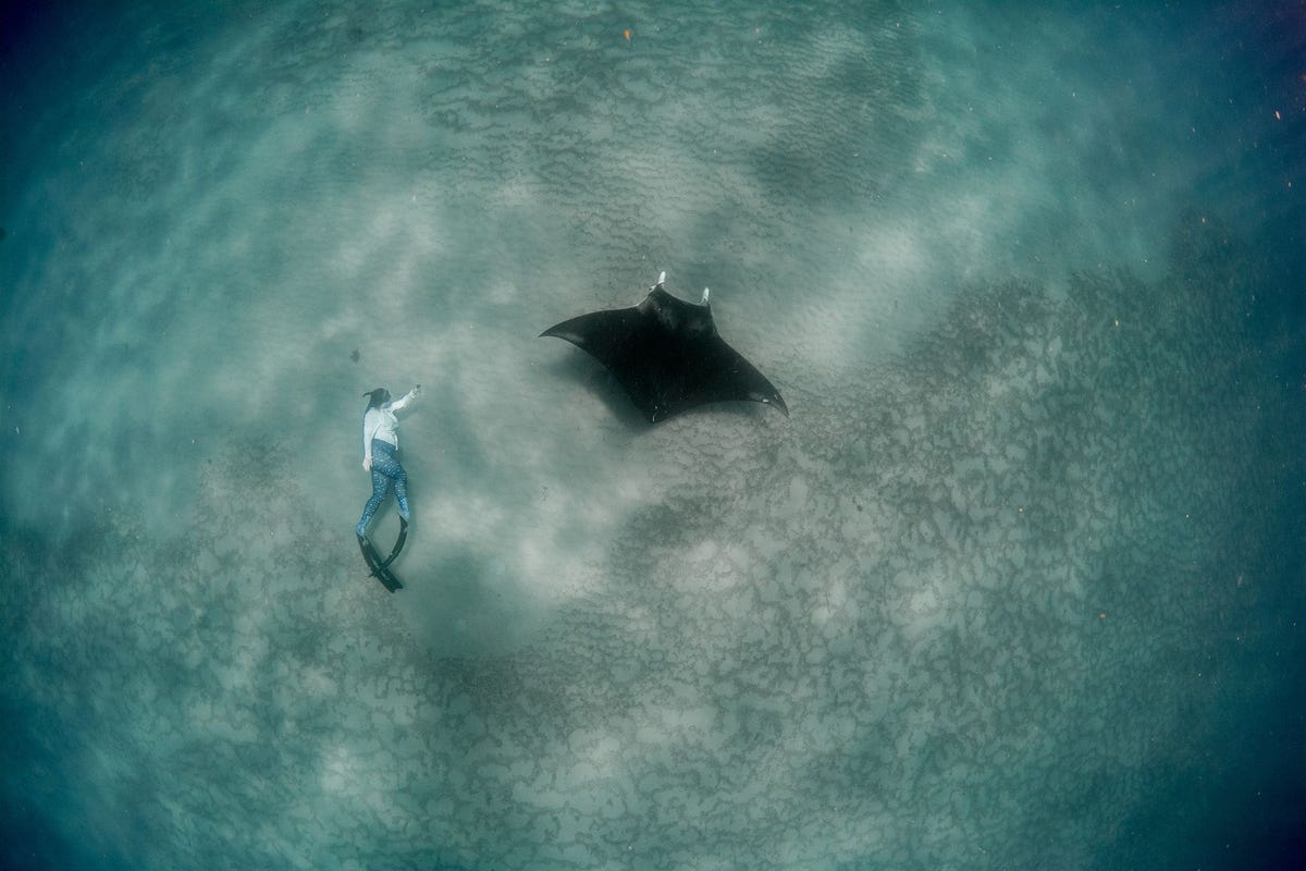 Onderzoekster Christina Coppenrath neemt fotos terwijl ze voor de kust van zuidelijk Florida al freedivend naast een jonge mantarog zwemt
