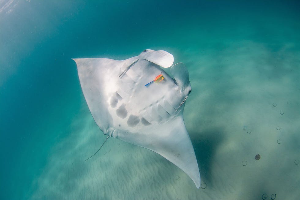 Een mantarog met de bijnaam Ginger zwemt rond terwijl er vistuig aan haar lichaam is blijven hangen Bijna de helft van de mantas die werden onderzocht vertoonden verwondingen als gevolg van de visserij en de pleziervaart in deze wateren