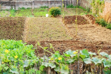 urban orchard godawari nepal 0956