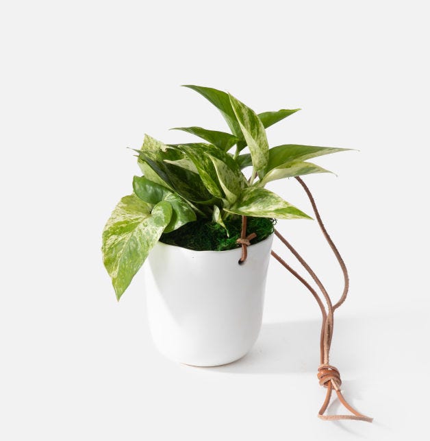 8 Best Online Houseplant Stores 2021 - Top Websites to Buy Plants