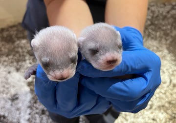 two young animals being held with a focus on their faces